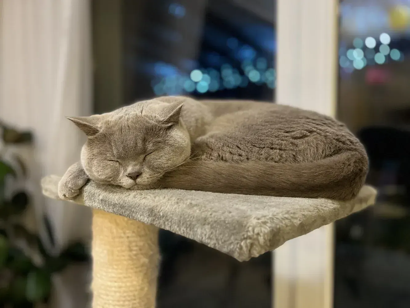 گربه روی درخت گربه در خانه
